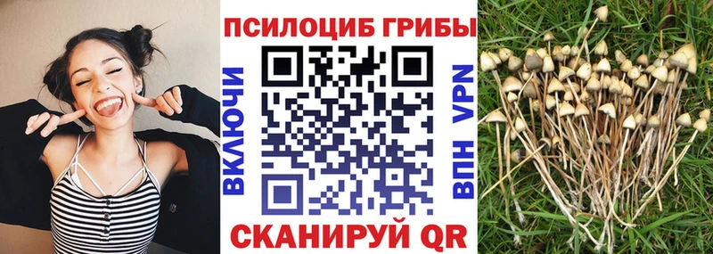 Галлюциногенные грибы Cubensis  Купить закладки  Новосокольники 